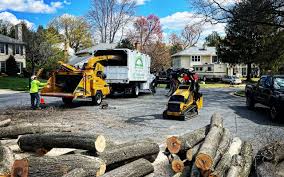 Why Choose Our Tree Removal Services in Oakland, NE?