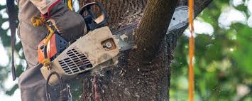 Best Tree Disease Treatment  in Oakland, NE